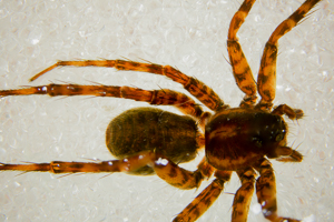 Pardosa pullata